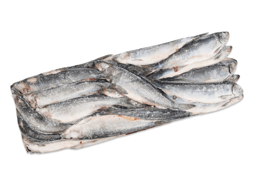 Pacific Herring, Whole round